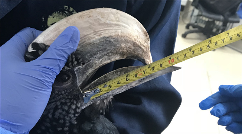 1556243218752409.jpg 犀鳥喙測量.jpg