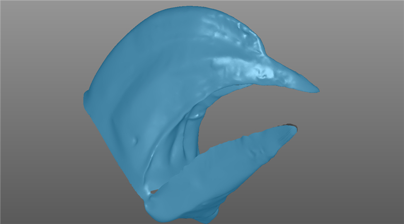 1556243446174711.jpg 三維掃描犀鳥喙STL數據.jpg