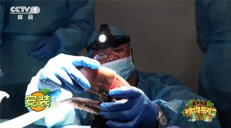 1556243540448865.jpg 3D打印犀鳥喙安裝.jpg